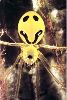 The smiley spider