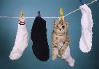 How to dry a cat