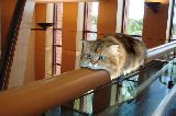 Monorail cat