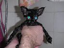 Scared wet little black kitten with blue eyes